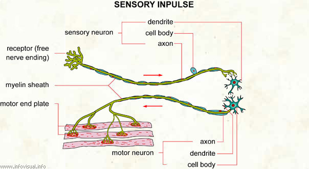 Sensory impulse